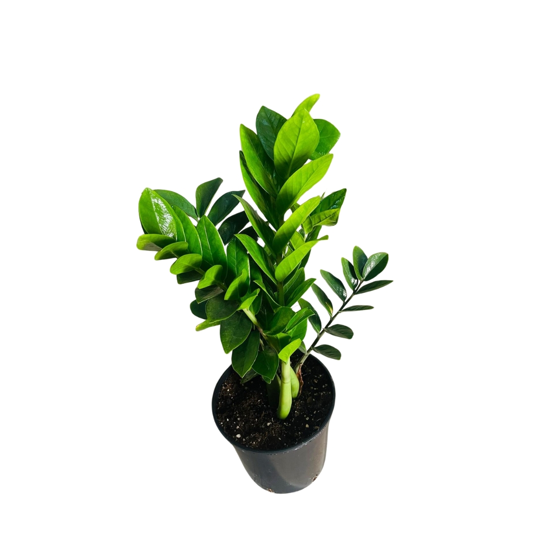 Untitled design (11)