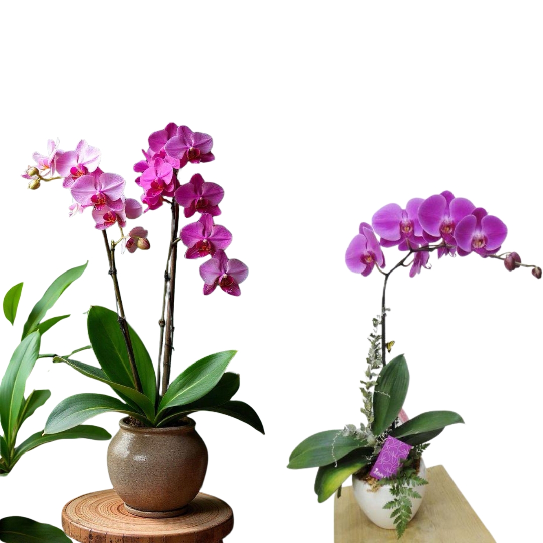 Untitled design (12)