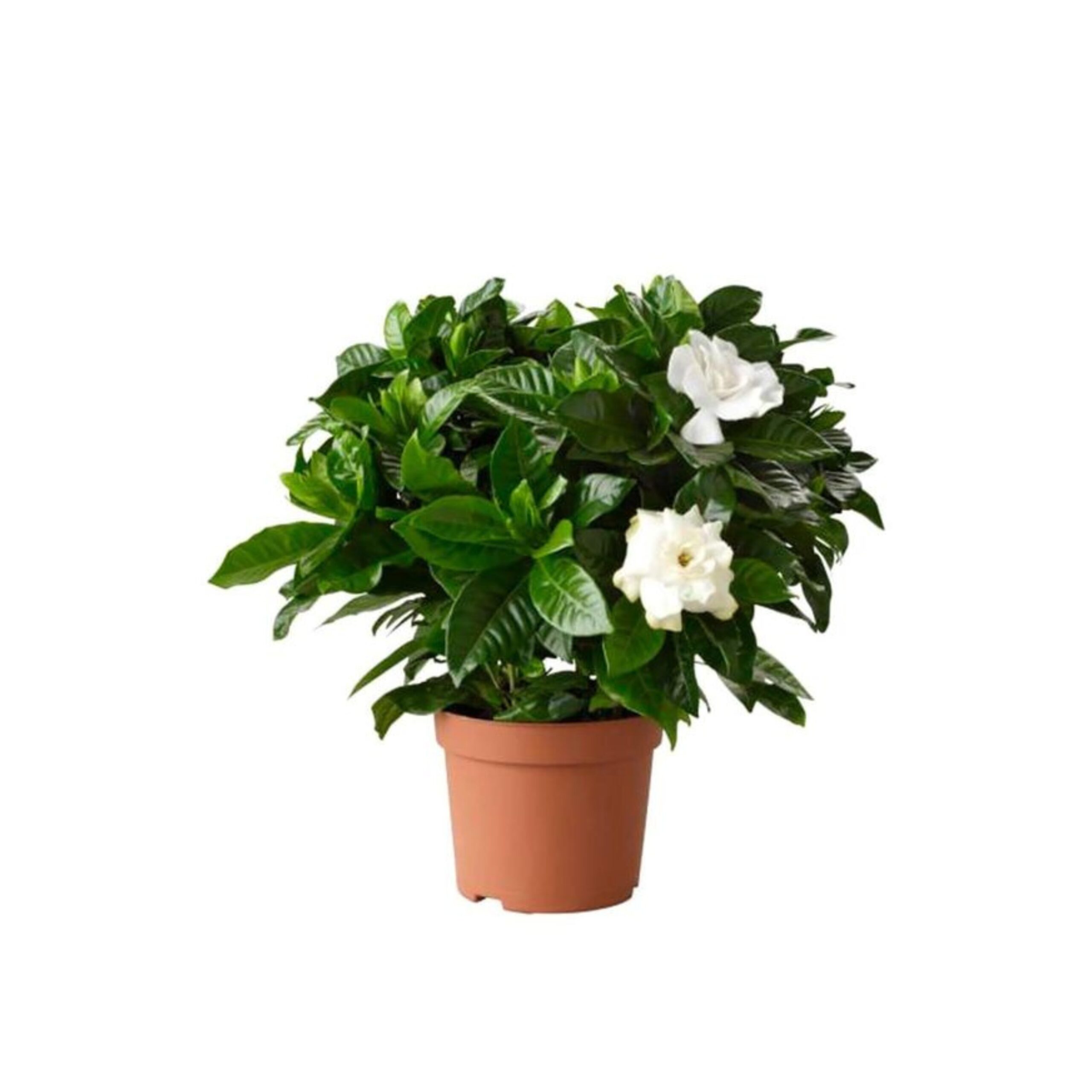 Untitled design (15)